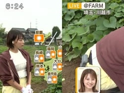 巨乳気象予報士の今井春花がしゃがみ込んで黒パンチラ放送事故